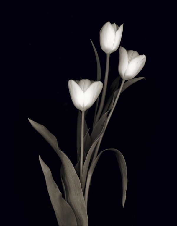 60781 Tulip Pose   45 x 60