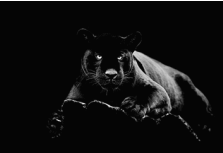 SF1516- Black Panther   40x60