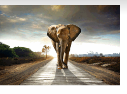 SF1349-Elephant Walk  40x60