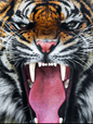 SF1390- Roaring Tiger   40x60